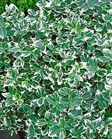 Euonymus fortunei Gaiety Silver 