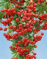 Pyracantha coccinea Red
