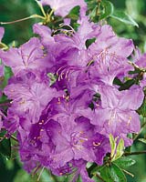 RHODODENDRON FLORENCE MANN