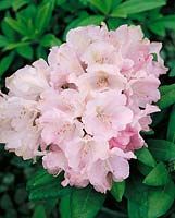 Rhododendron degronianum subsp. yakushimanum Mist Maiden