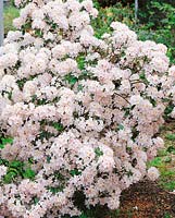 RHODODENDRON Iran D. Wood