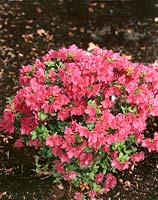 Rhododendron Hershey's Red