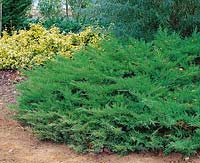 Juniperus xpfitzeriana Pfitzeriana Compacta
