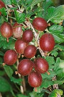 Ribes uva-crispa Redeva