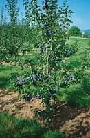 Pflaume/Zwetschke / Prunus domestica CASAKS FRUCHTBARE