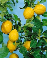 Citrus limon Lisbon