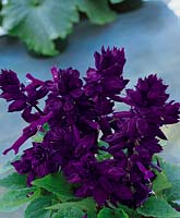 Salvia Sizzler Purple