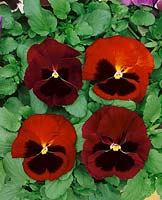 VIOLA Colossus Red with Blotch