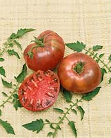 Tomate/Lycopersicon esculentum CHEROKEE PURPLE