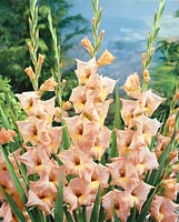 Gladiolus Mezzo Forte (R)