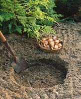 Planting instruction bulbs Narcissus step 1