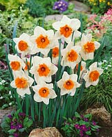 Narcissus - Large Cupped Johann Strauss
