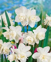 Narcissus  Double White Marvel