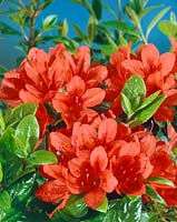 Rhododendron Addy Wery