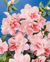 Rhododendron Gloria
