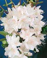 Rhododendron Ho-o