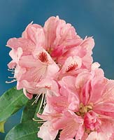 Rhododendron Mrs Furnivall