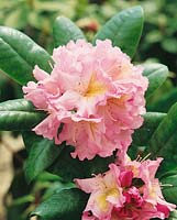 RHODODENDRON FORTUNEI JANET BLAIR
