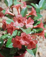 Vireya Rhododendron D.P. Stanton