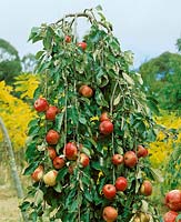 Apfelbaum mit Früchten / Malus domestica Wandin Pride