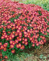 Chrysanthemum x grandiflorum