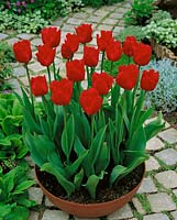 Tulipa Crispa Burns