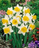Trumpet Narcissus Karelia
