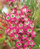 Leptospermum Pink