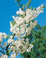 Prunus serrulata Shirotae