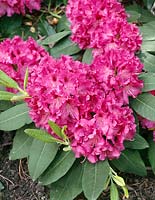Rhododendron Bessie Howell