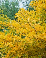 Ginkgo biloba Autumn Gold