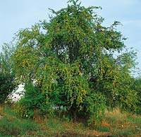 Prunus domestica ssp.italica tree
