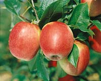 Apfel / Malus domestica Priam