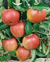 Apfel / Malus domestica Melrose