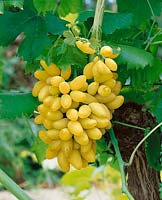 Vitis vinifera subsp. vinifera Comichon blanc
