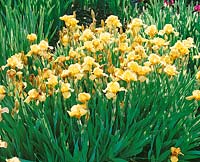 Iris germanica Swizzler