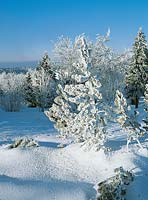 Winter landscape with snow and sunshine