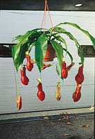 Nepenthes x coccinea in hanging basket
