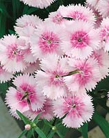 DIANTHUS IDEAL PEARL