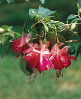 Fuchsia Bicentennial