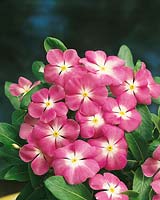 CATHARANTHUS ROSEUS DUSTY STAR PINK
