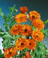 CALENDULA OFFICINALIS DOUBLE CUIRRE