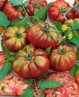 Tomate/Lycopersicon esculentum ARBUS