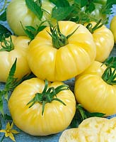 Tomate / Lycopersicon esculentum yellow