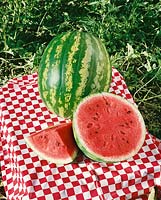 Wassermelone/Citrullus lanatus SUPER COOL