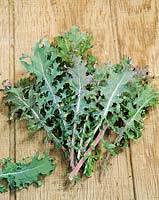 Brassica oleracea var. sabellica Red Winter Kale