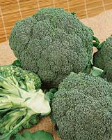Brokkoli/Brassica oleracea var.italica SHOGUN
