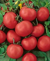 Tomate/Lycopersicon esculentum WYSOKI