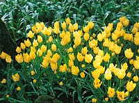 Tulipa batalinii Yellow Jewel