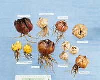 Zwiebeln von Lilium Sorten / dry bulbs from Lilium varieties